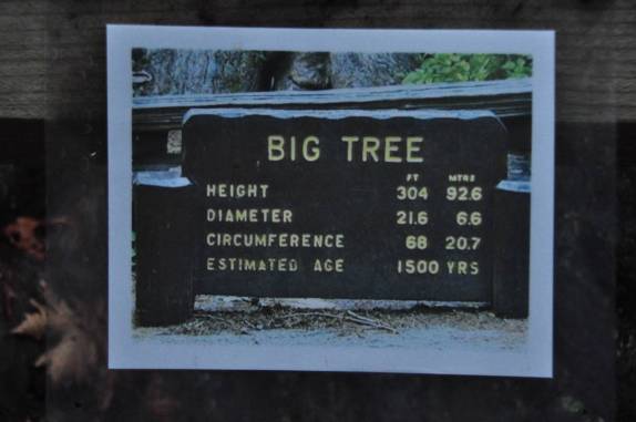 As medidas de uma das redwoods do Redwood National Park, no norte da Califórnia, nos Estados Unidos